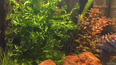 60er Cube von Felix Krause