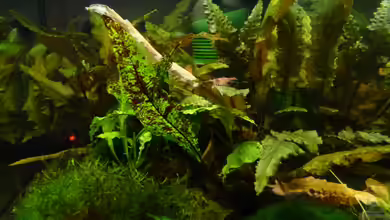 63er-Red Fire von Steffen S.