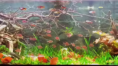 648l Südamerika (Nur noch Beispiel) von Pirarucu