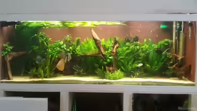 650L Holzaquarium von Lykos