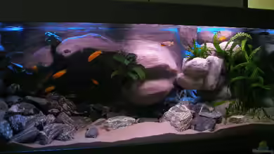 672L Mbuna Becken - nur noch als Beispiel - von Marco O.