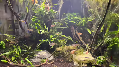 70 l Mini-Dschungel von Rena