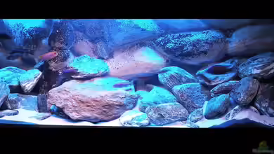 720 Liter Malawi von Mike Reimann