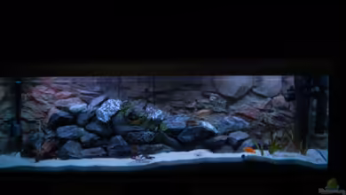 720 Malawi Mischbecken - nicht mehr existent von Calimero