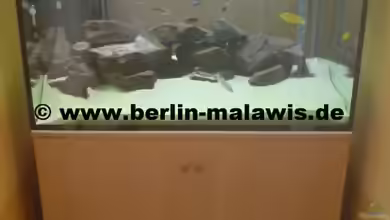 756 L Bunabecken von *www.berlin-malawis.de*