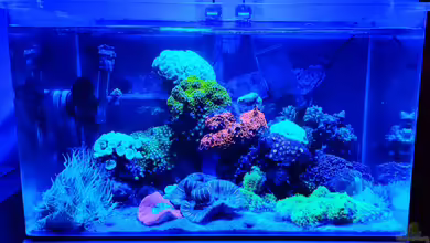 80 Liter Meerwasser in Bayreuth von basti_hp