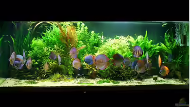 840 Liter Jungle von Microsash