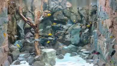 8m^3 TANGANJIKA BIOTOP von 8 CBM