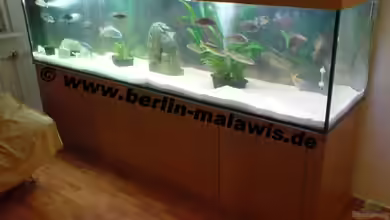 900 L Räuberbecken von *www.berlin-malawis.de*