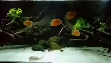 928L-Becken - Potamotrygon von Amazonasbecken.eu