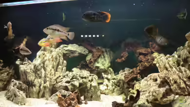 960 L Mittelamerika - aufgelöst von kojandt