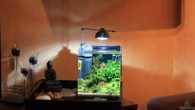 A red one aufgelöst von Koehler