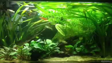 A small one for the little one (aufgelöst) von der Steirer