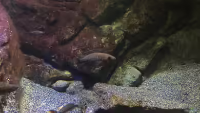 a small one for the little one part II (aufgelöst) von der Steirer