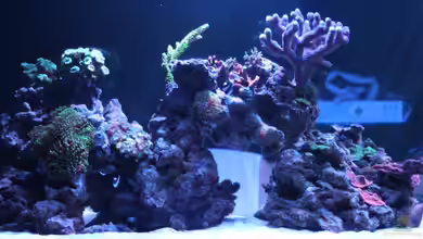 A touch of Dream von OperatorD