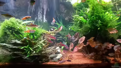 Acero Gesellschaft von Acero