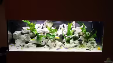 @ce`s 325 L von African Guy