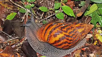 Achatina achatina im Terrarium halten