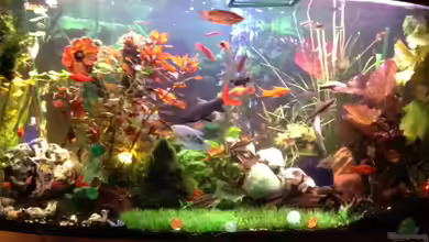 Achim´s Becken von Achim Jaru