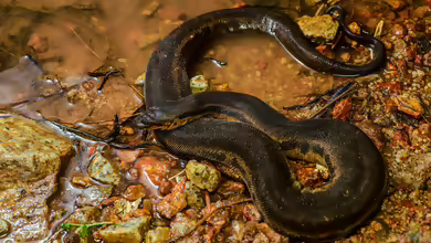 Acrochordus javanicus: Javanische Warzenschlange im Terrarium halten