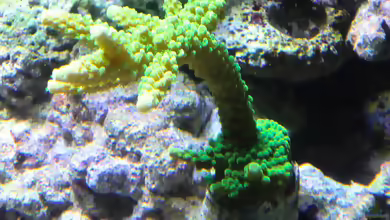 Acropora mirabilis: Kleinpolypige Steinkoralle im Aquarium halten