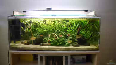 Acryl-Aquarium: Vorteile, Nachteile, Pflege und Einsatz von Acrylglas