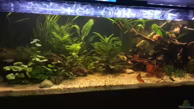 Acuario de Tina von TinaAqua