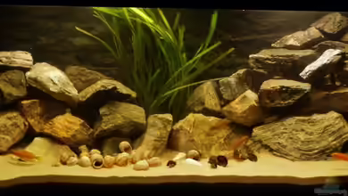 African Dream von René L.