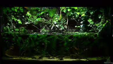 African Falls von Koehler