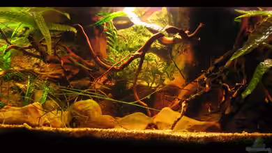 African Fever, nicht mehr existent von Alex S