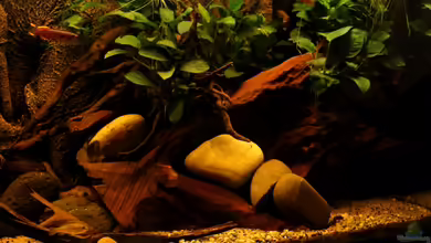 african passion von die Perle...