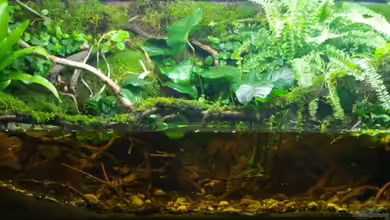 African Stream von gkr123