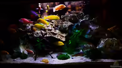 African sun von H@rdy ><((((°>