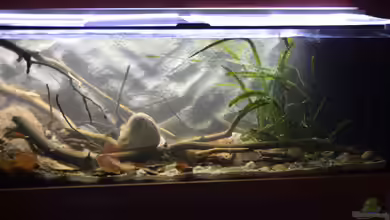 African Symphonie/ Nur noch Beispiel von Didi