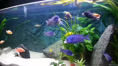 African Tank Pl.Mdoka von MJ