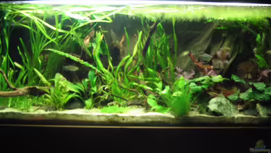 African Waters von John Edgely