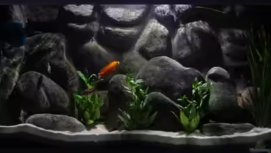 Afrika im Glas von boffix