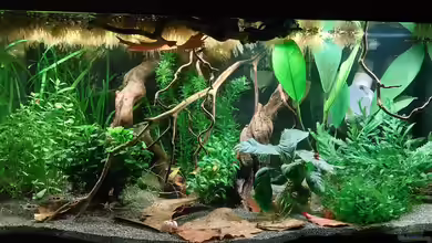 Afrika in 54l (aufgelöst) von DaniJeep