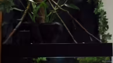 Afrikanische Räuber von Alejandro Fernandez