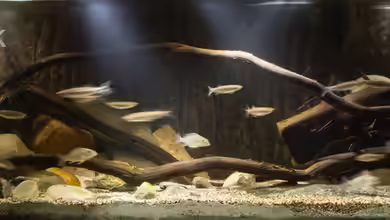 Afrikas Erdfresser von Stanislav Kislyuk