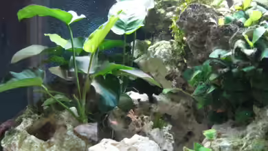 Akva-Stabil EffectLine silber von Maik Beckmann