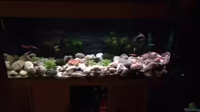 Alabama cold river (Nur noch Beispiel) von Tobias Sch.