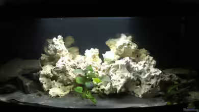 Alex's Malawiaquarium von Alexbj93