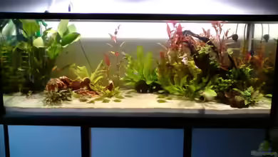 Alles neu, macht der ... JUNI von Still