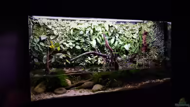 Along the riverside ... Gibt's so nicht mehr von Junglist