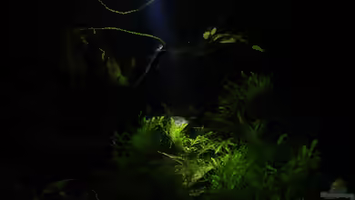 Alpen meets Amazonas von Quyrill