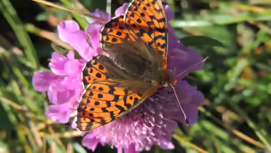Alpenmatten-Perlmuttfalter im Garten