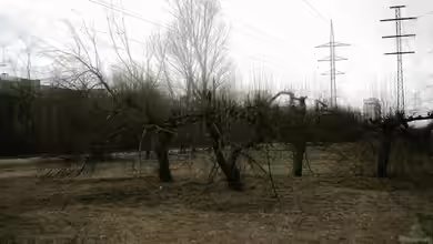 Alte Obstbäume entfernen oder stehen lassen? Eine Entscheidungshilfe für Gartenbesitzer