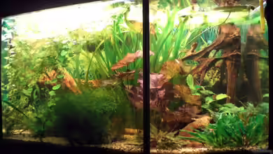 Altes Barschbecken von Inot