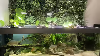 Altifrons (aufgelöst (Fische sind umgezogen) von JonnyGranato